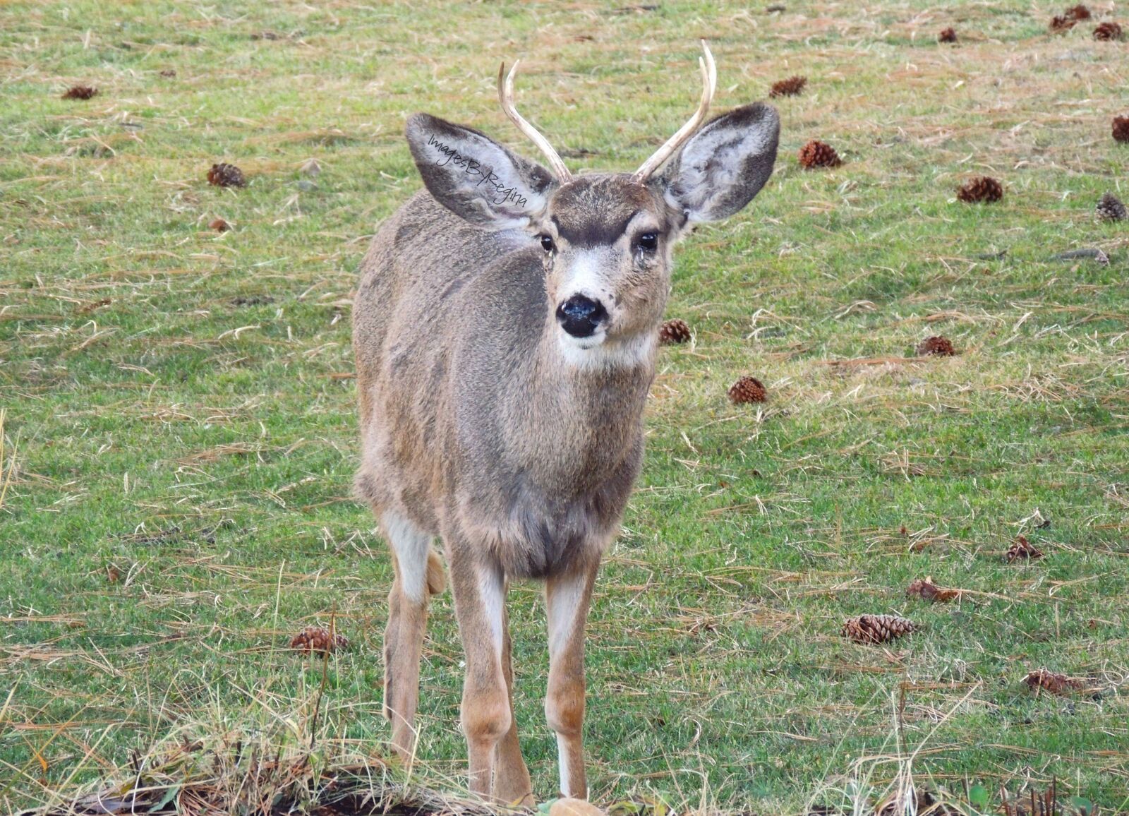 Nikon Coolpix P510 sample photo. Buck, young, animal photography