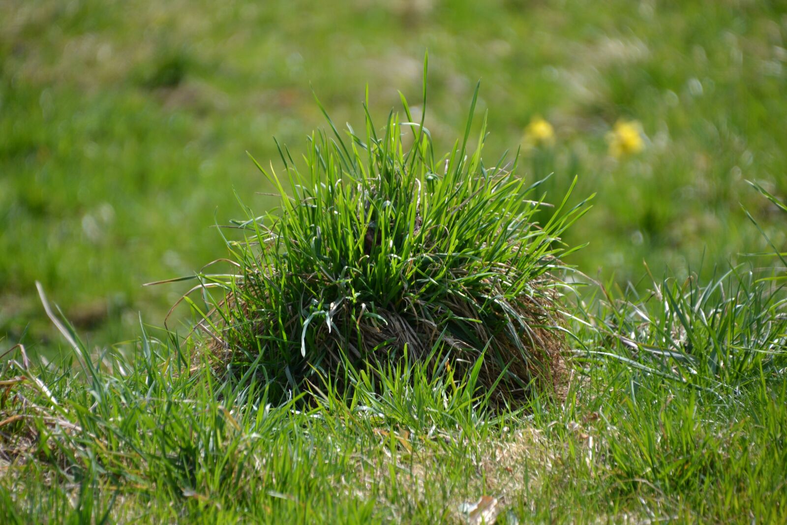 Nikon D3100 sample photo. Grass, green, meadow photography