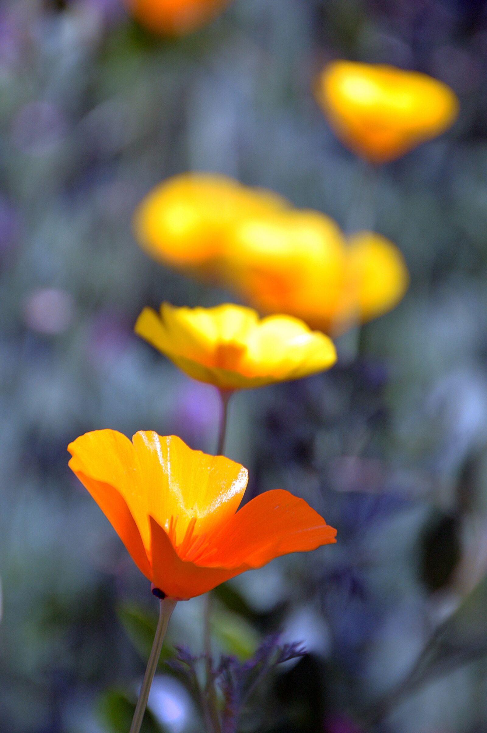 Nikon D3200 sample photo. Yellow flower, summer, flower photography