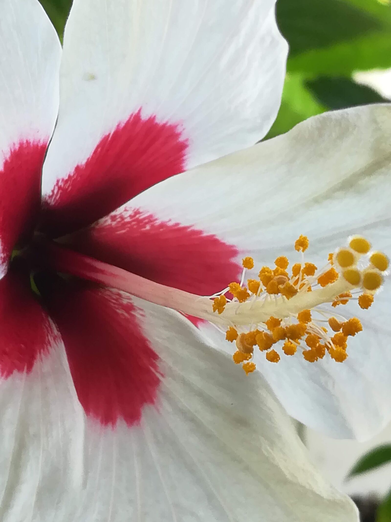 HUAWEI honor 6x sample photo. Flower, white, stamen photography