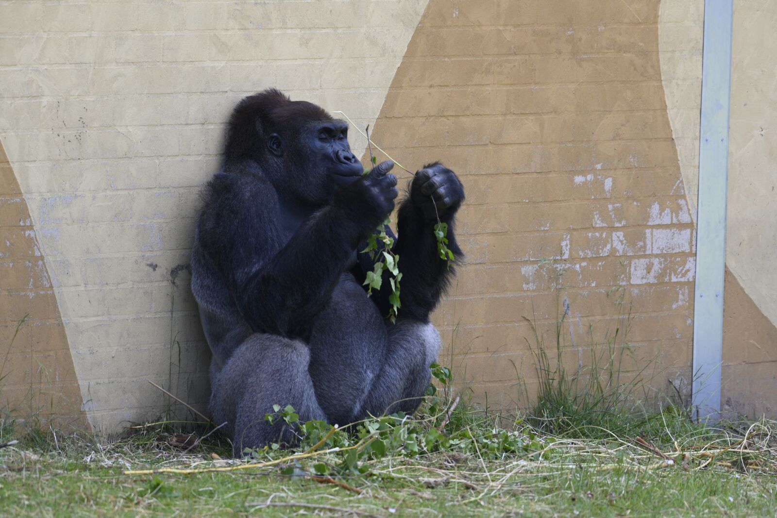 Nikon Z7 sample photo. Beekse bergen, gorilla, silverback photography