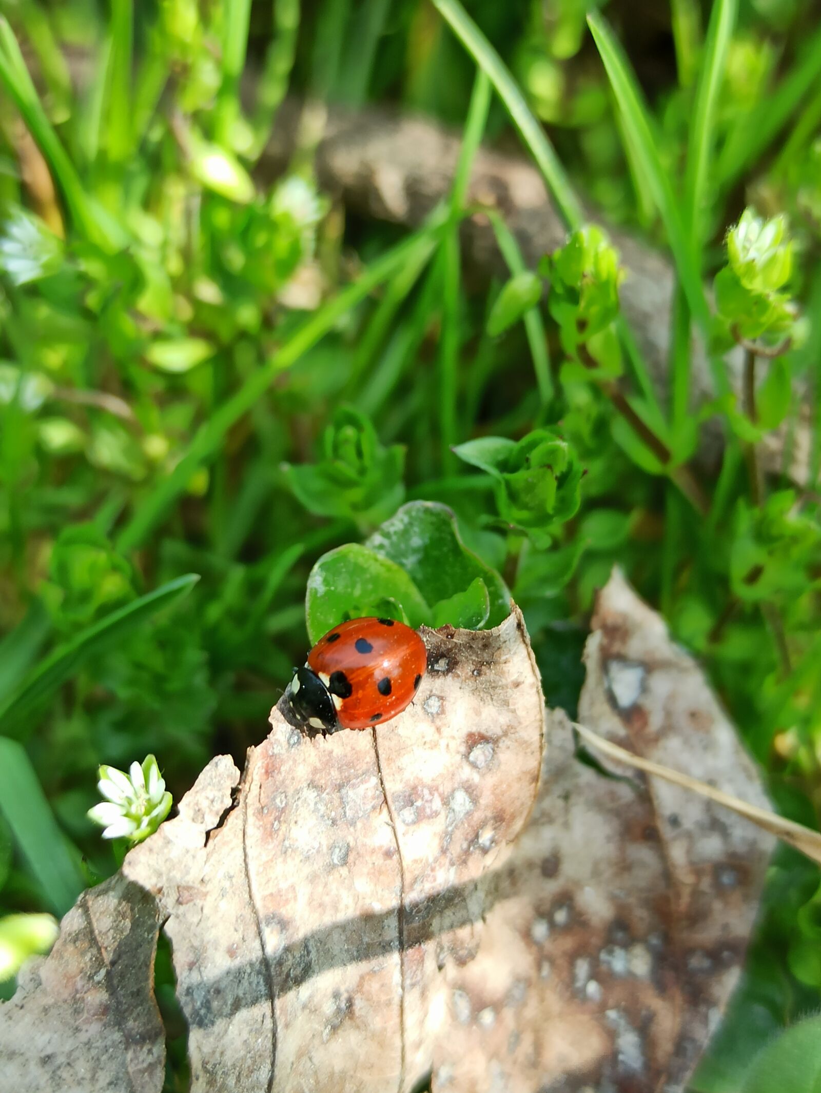 Xiaomi Redmi Note 8 Pro sample photo. Ladybug, bug, insect photography