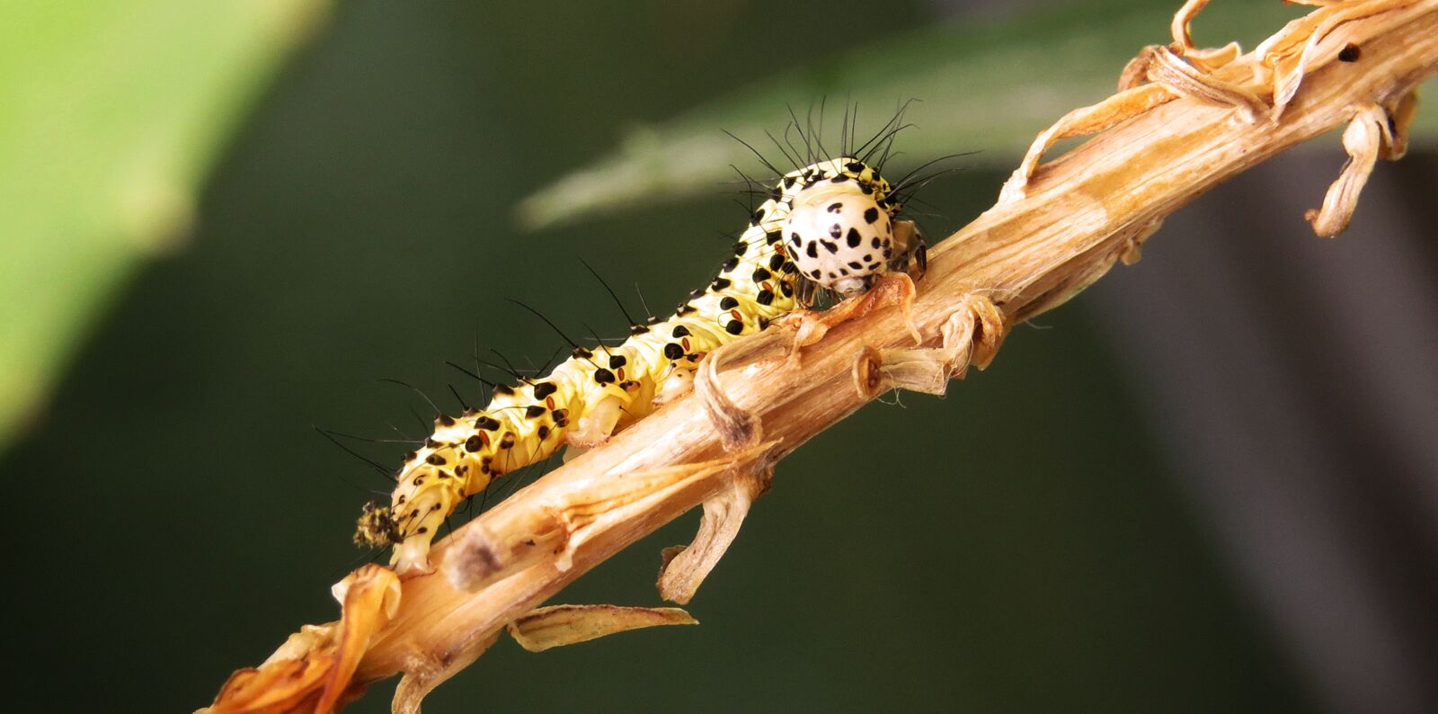 Canon PowerShot SX50 HS sample photo. Insect, wild life, animalia photography