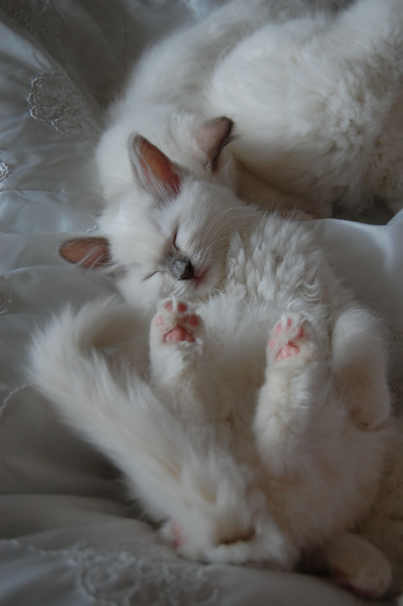 Nikon D40 sample photo. Cat, kitten, ragdoll photography