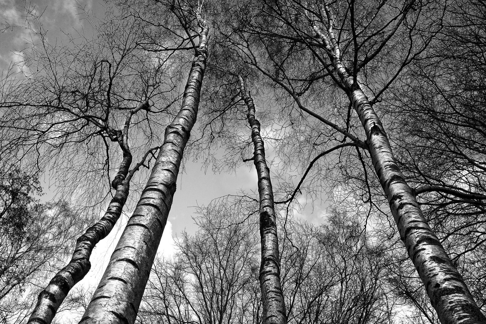 Sony Cyber-shot DSC-RX100 sample photo. Birch, birch trees, trunk photography