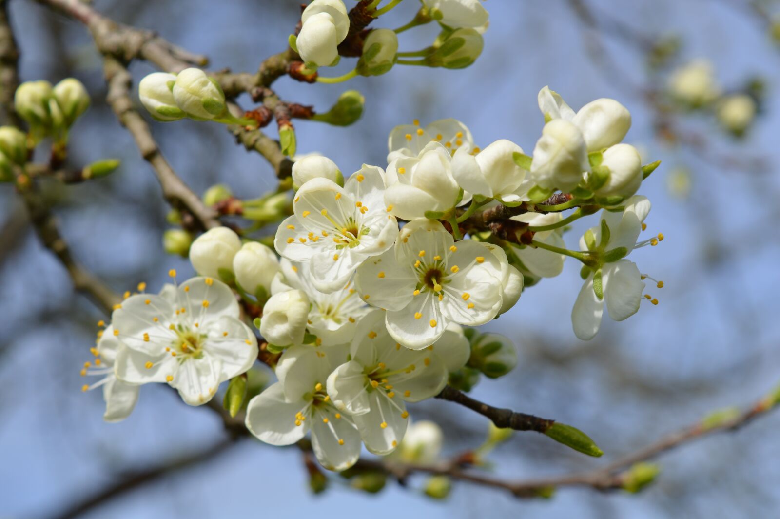 Nikon D3200 sample photo. Spring, apple blossom, branch photography