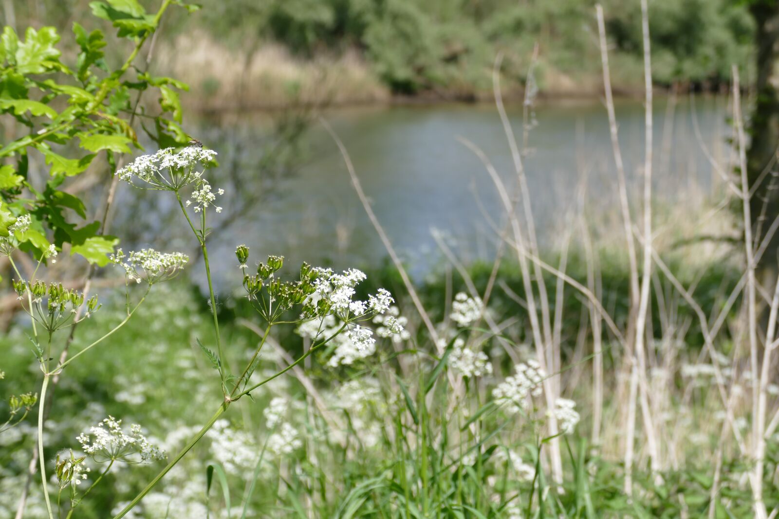Panasonic Lumix DMC-FZ1000 sample photo. Flutes herb, waterfront, biesbosch photography
