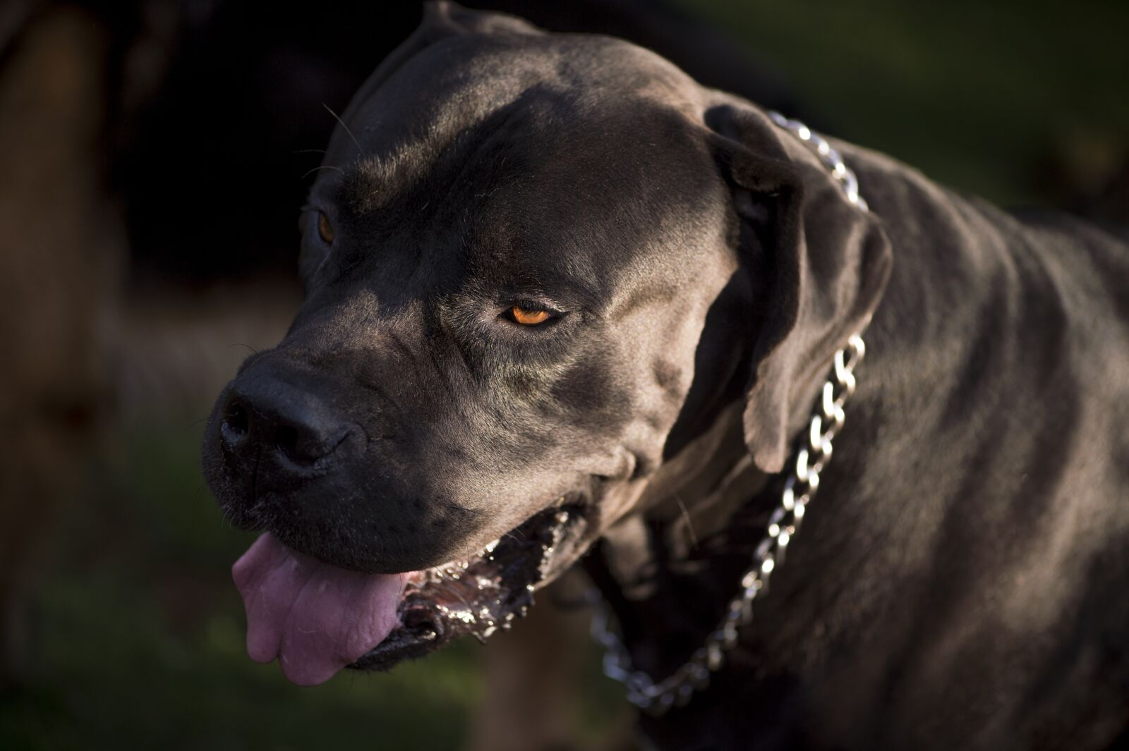 Nikon D4S sample photo. Mammal, dog, portrait photography