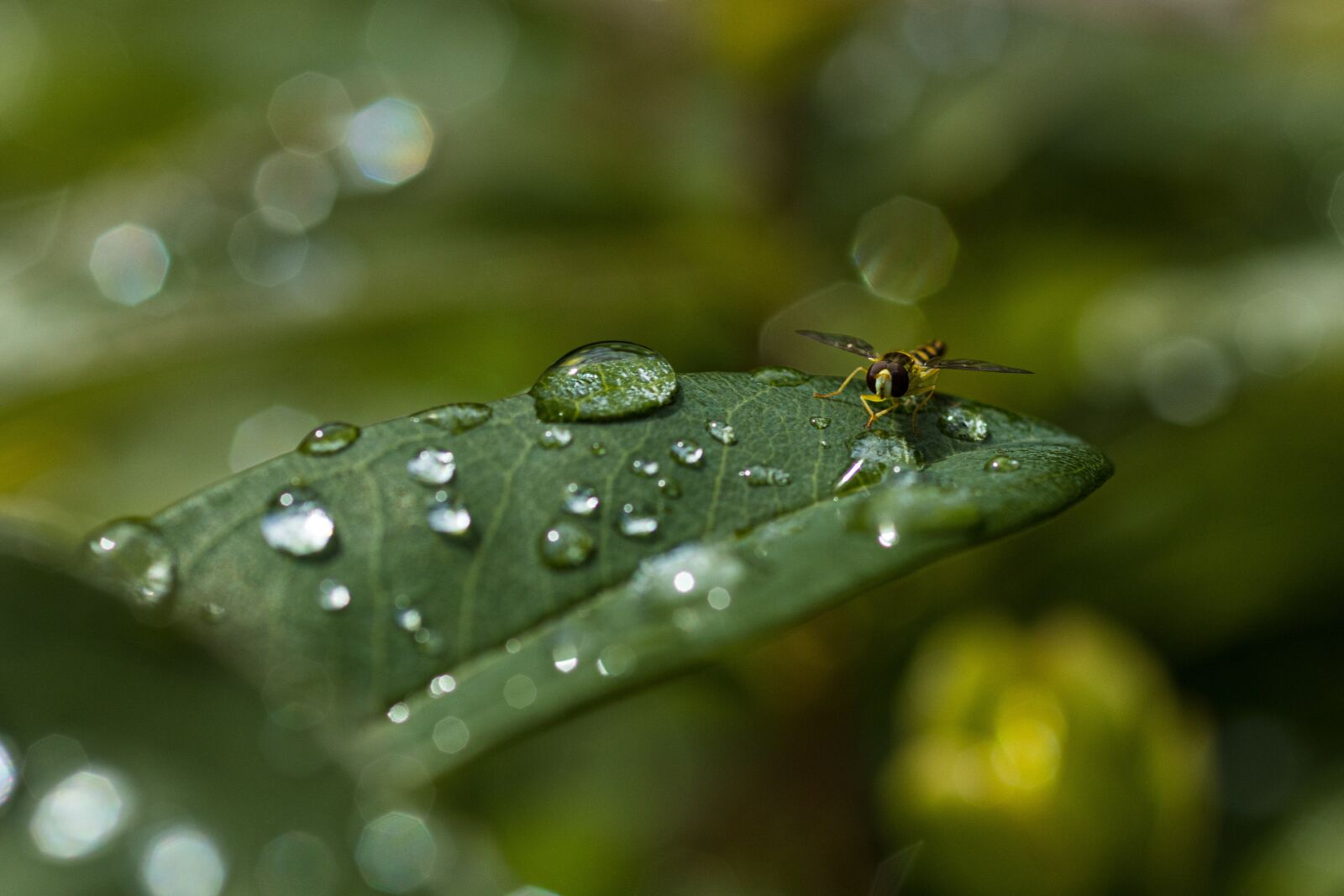Canon EOS R sample photo. Hoverfly, syrphidae, insect photography