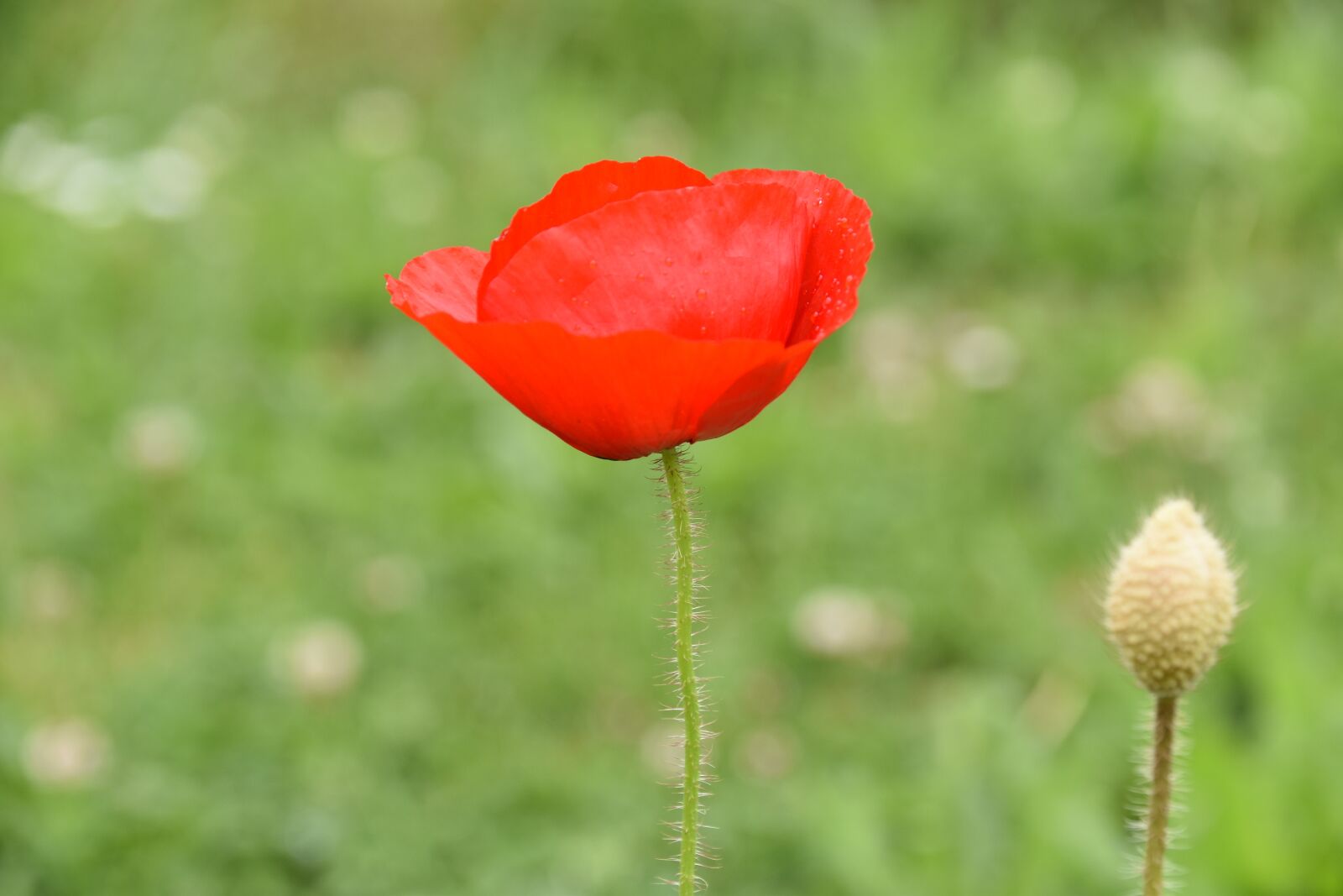 Nikon D5600 sample photo. Flower, poppy, button photography