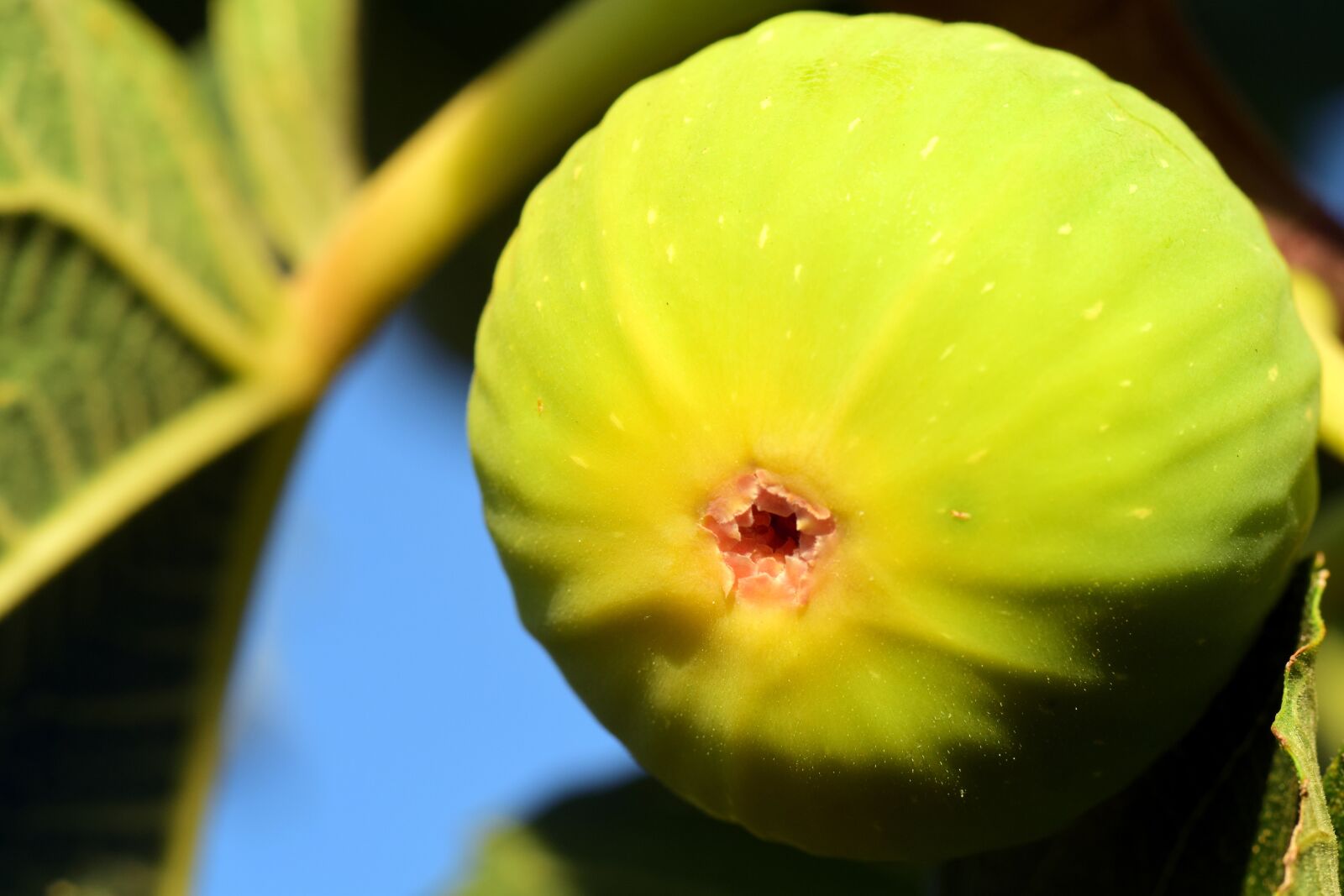 Nikon D3300 sample photo. Fig, fig tree, real photography