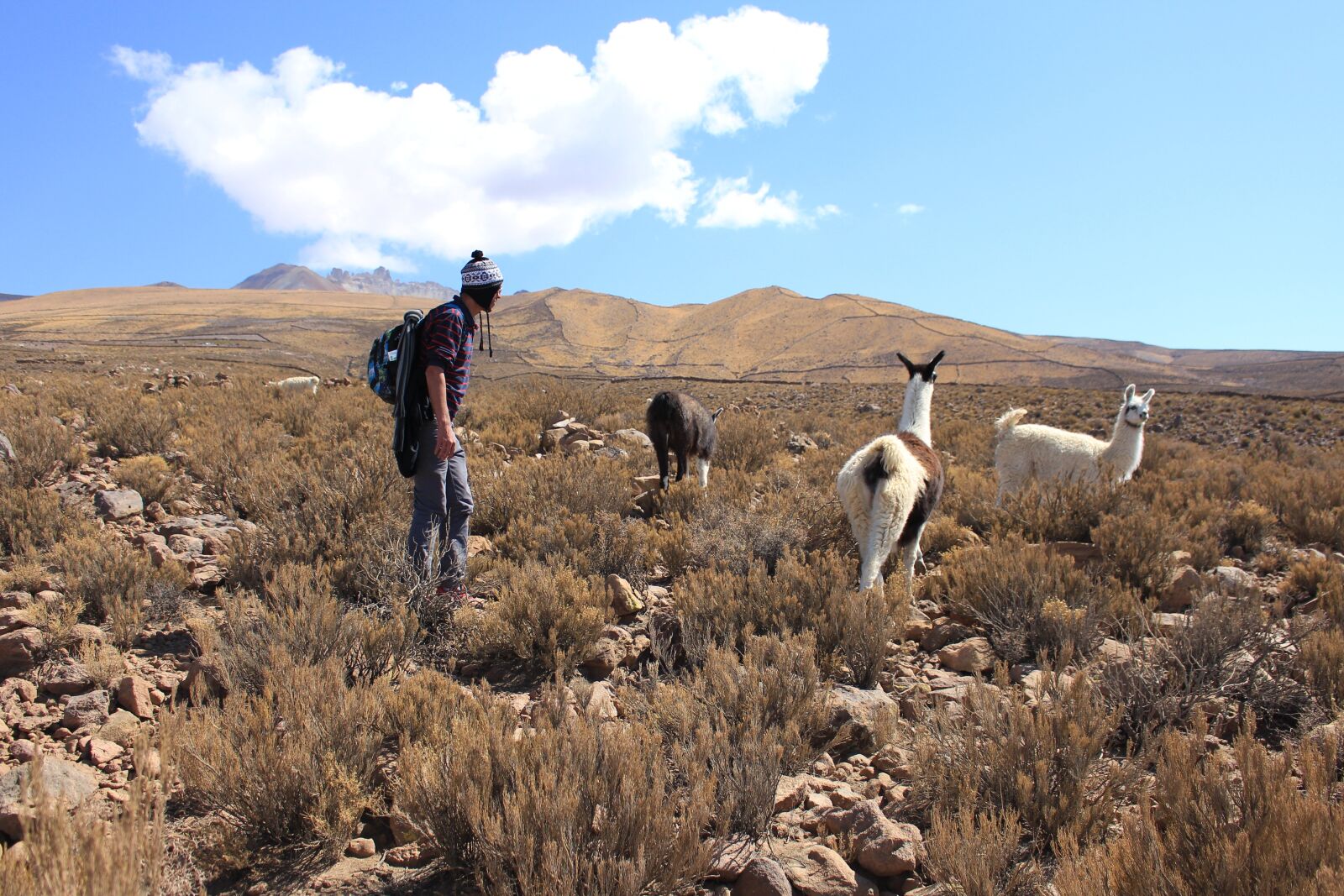 Canon EOS 700D (EOS Rebel T5i / EOS Kiss X7i) sample photo. Lama, bolivia, south america photography