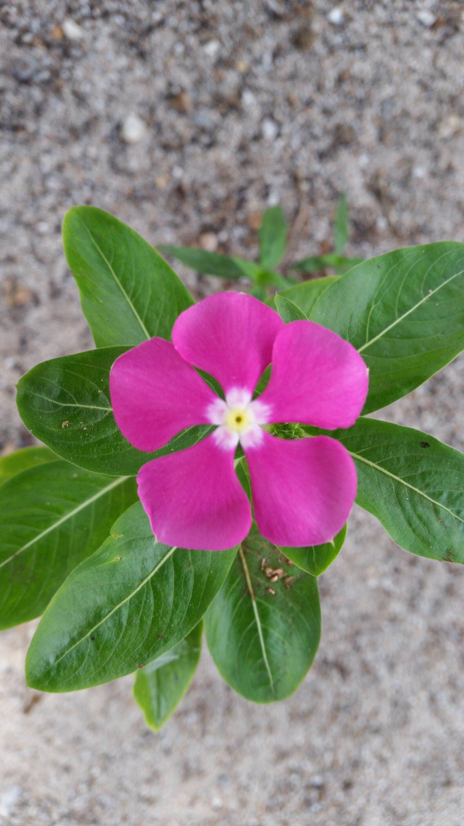 Samsung Galaxy S5 sample photo. Flower, flowers, the pink photography