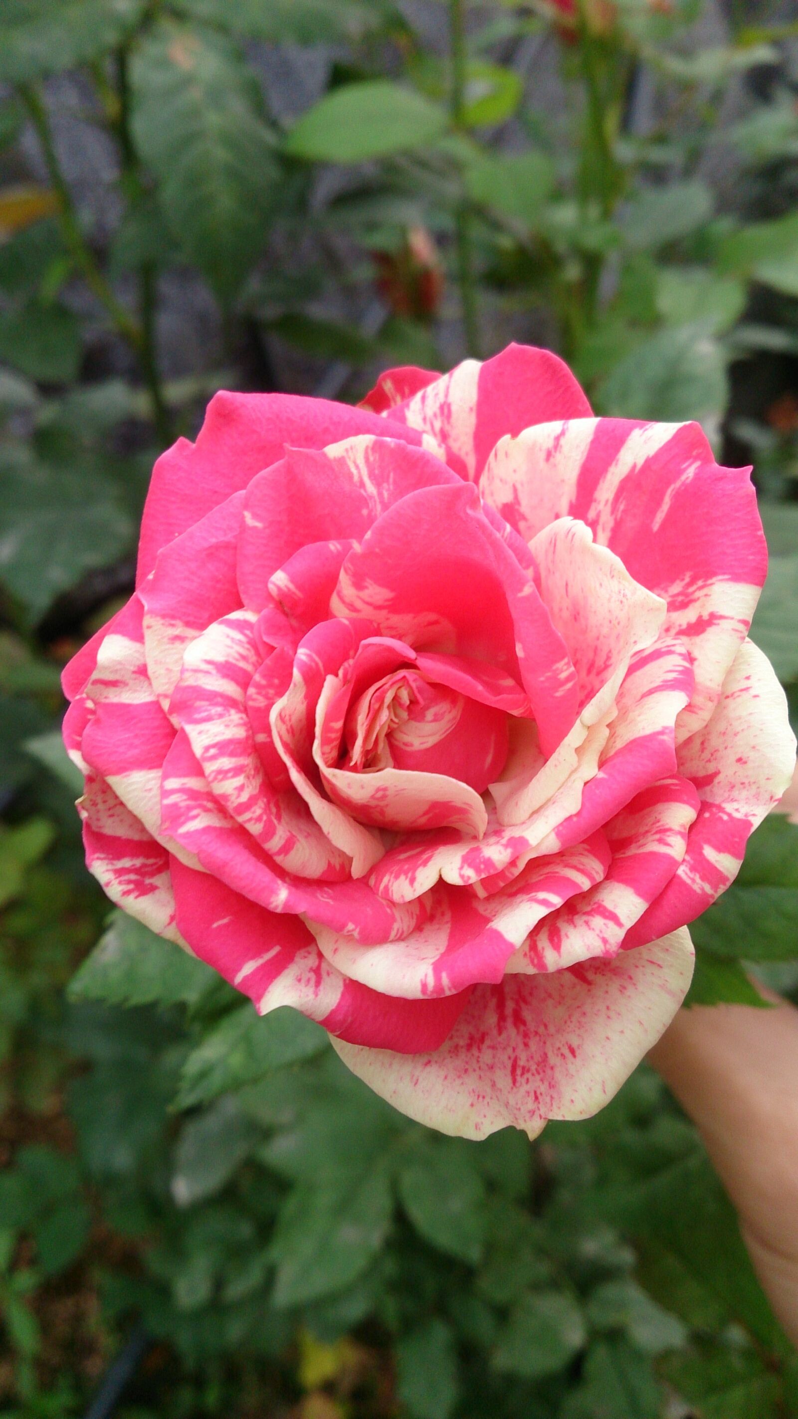 Sony Xperia ZR sample photo. Flower, rose, plant photography