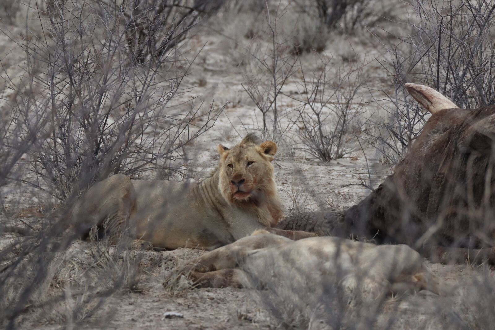 Canon EF 100-400mm F4.5-5.6L IS USM sample photo. Lion, prey, predator photography