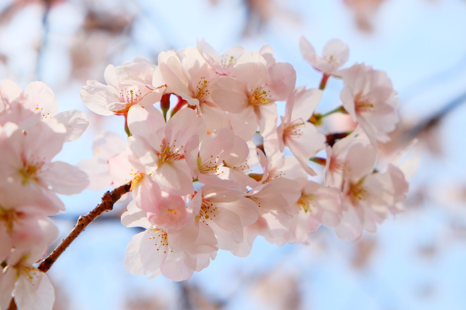 Fujifilm X-T10 sample photo. Cherry blossom, flower, sun photography
