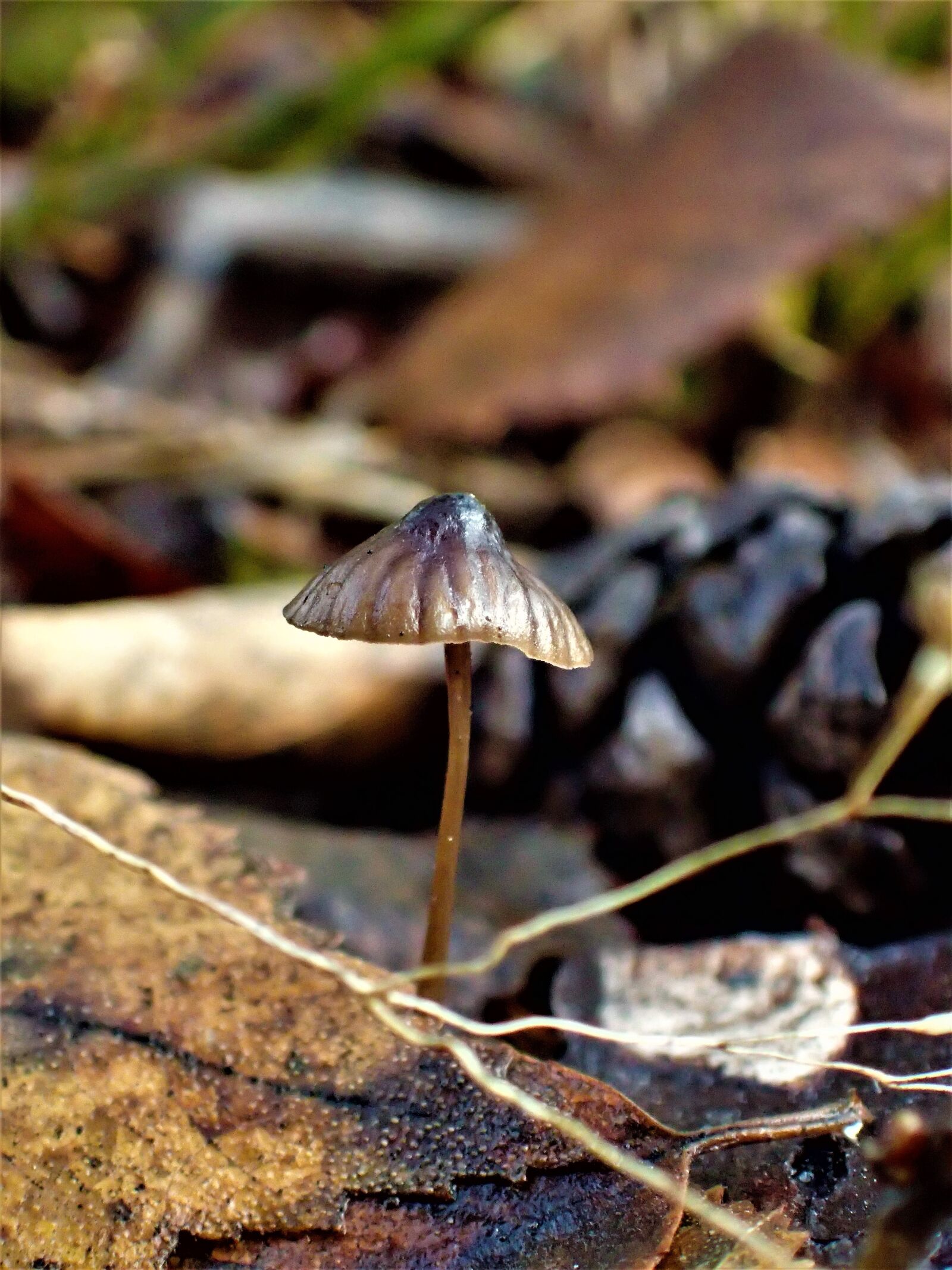 Olympus TG-4 sample photo. Mushroom, autumn, small photography