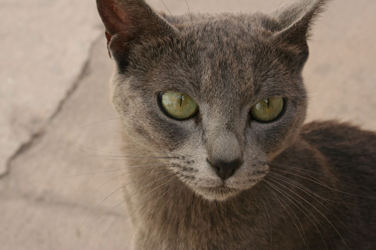 Canon EOS 350D (EOS Digital Rebel XT / EOS Kiss Digital N) sample photo. Cat, eyes, wild photography