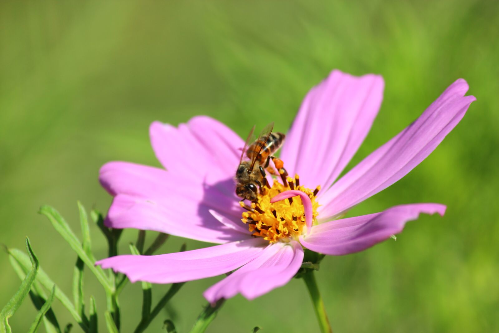 Canon EOS 600D (Rebel EOS T3i / EOS Kiss X5) sample photo. Flower, bee, cosmea photography