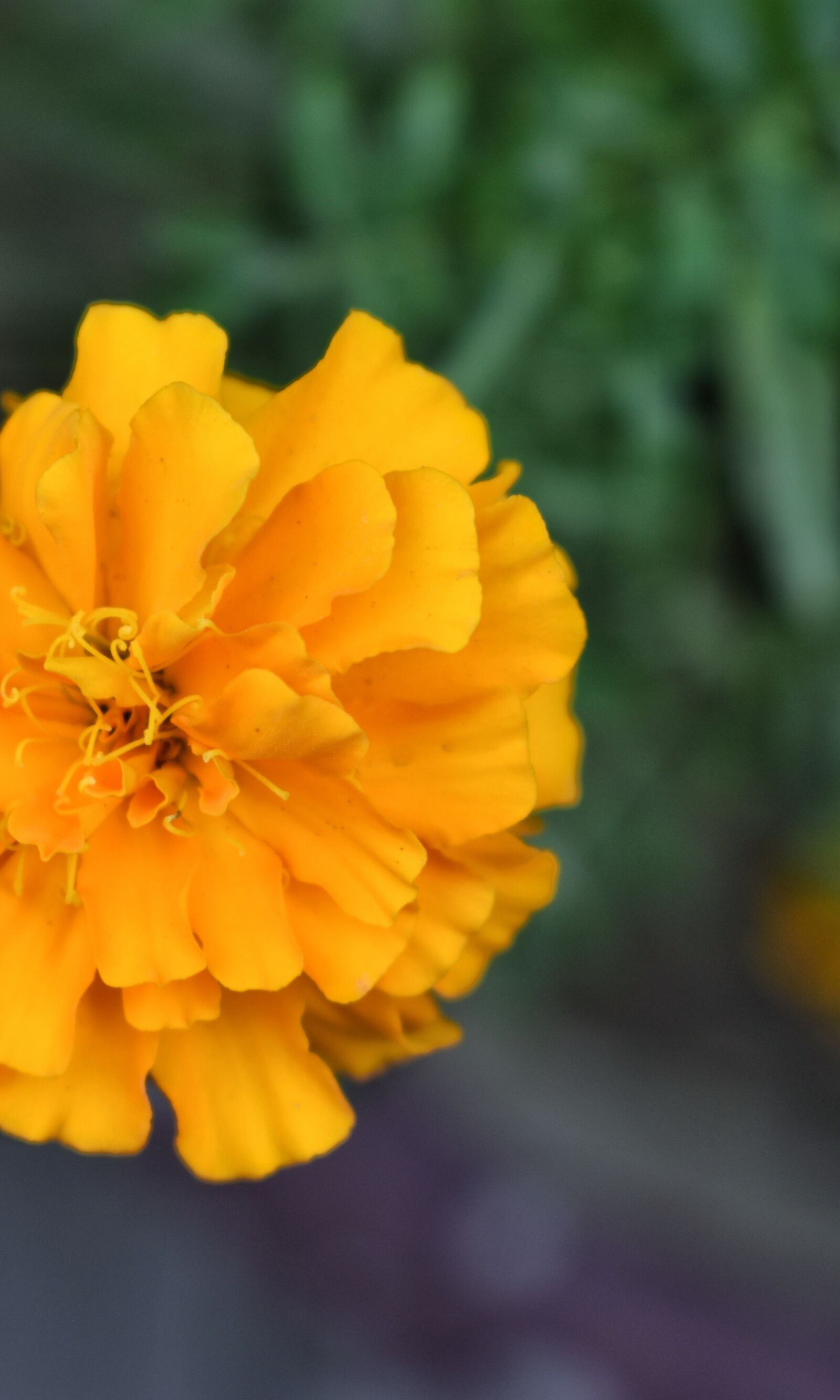 Nikon D3400 sample photo. Flower, nature, may flowers photography
