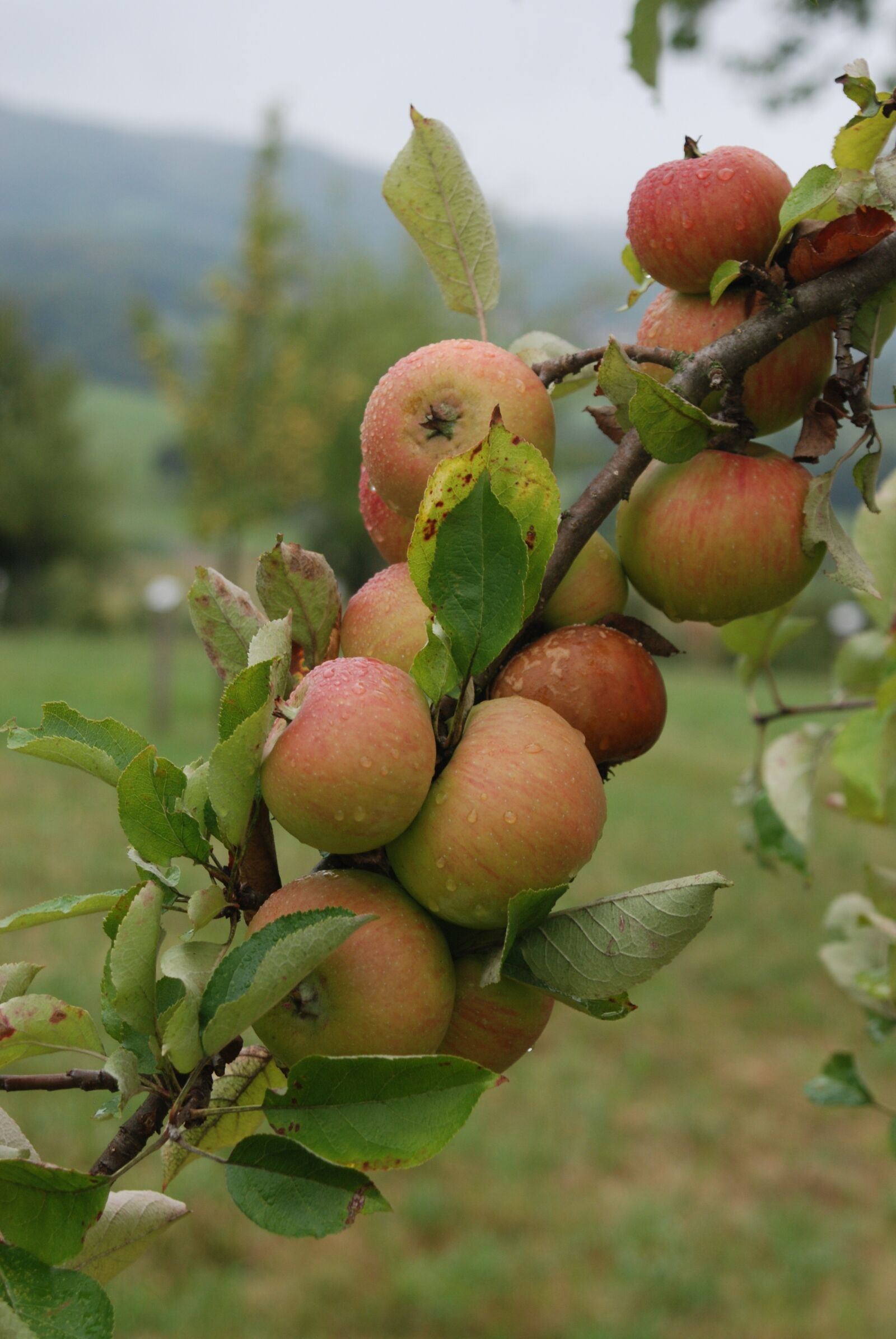 Nikon D80 sample photo. Lauxenbauer, swabian apple, local photography