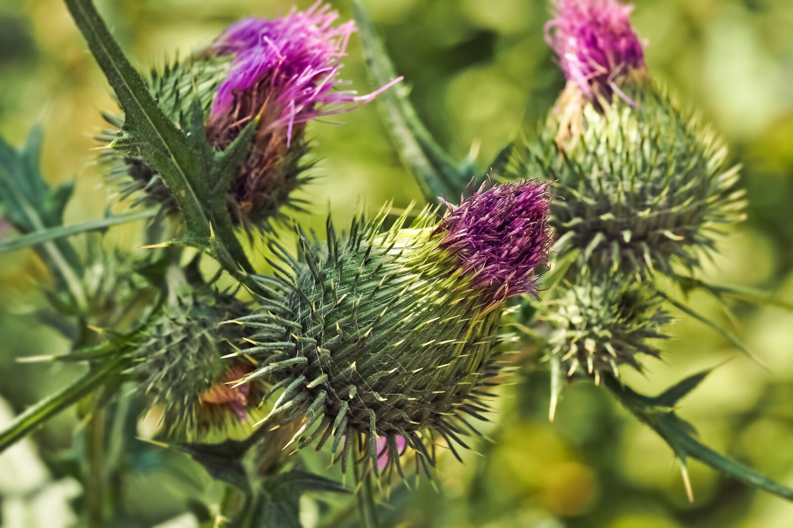 Olympus OM-D E-M10 sample photo. Thistles, flowers, nature photography