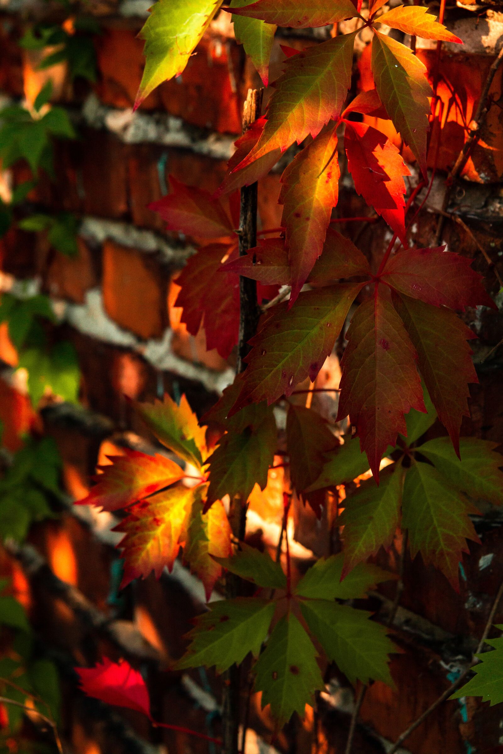 Canon EOS 700D (EOS Rebel T5i / EOS Kiss X7i) sample photo. Autumn, foliage, colorful photography