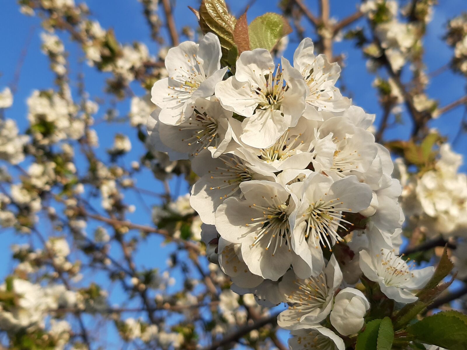 Samsung Galaxy A50 sample photo. Bloom, tree, flowers photography