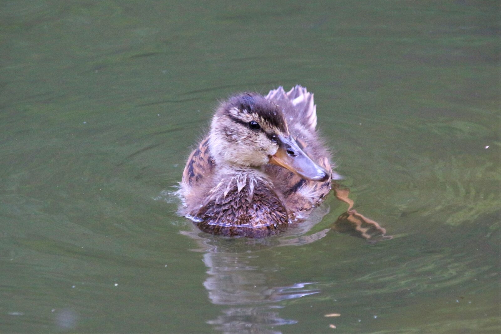 Canon EOS 700D (EOS Rebel T5i / EOS Kiss X7i) sample photo. Duck, bird, nature photography