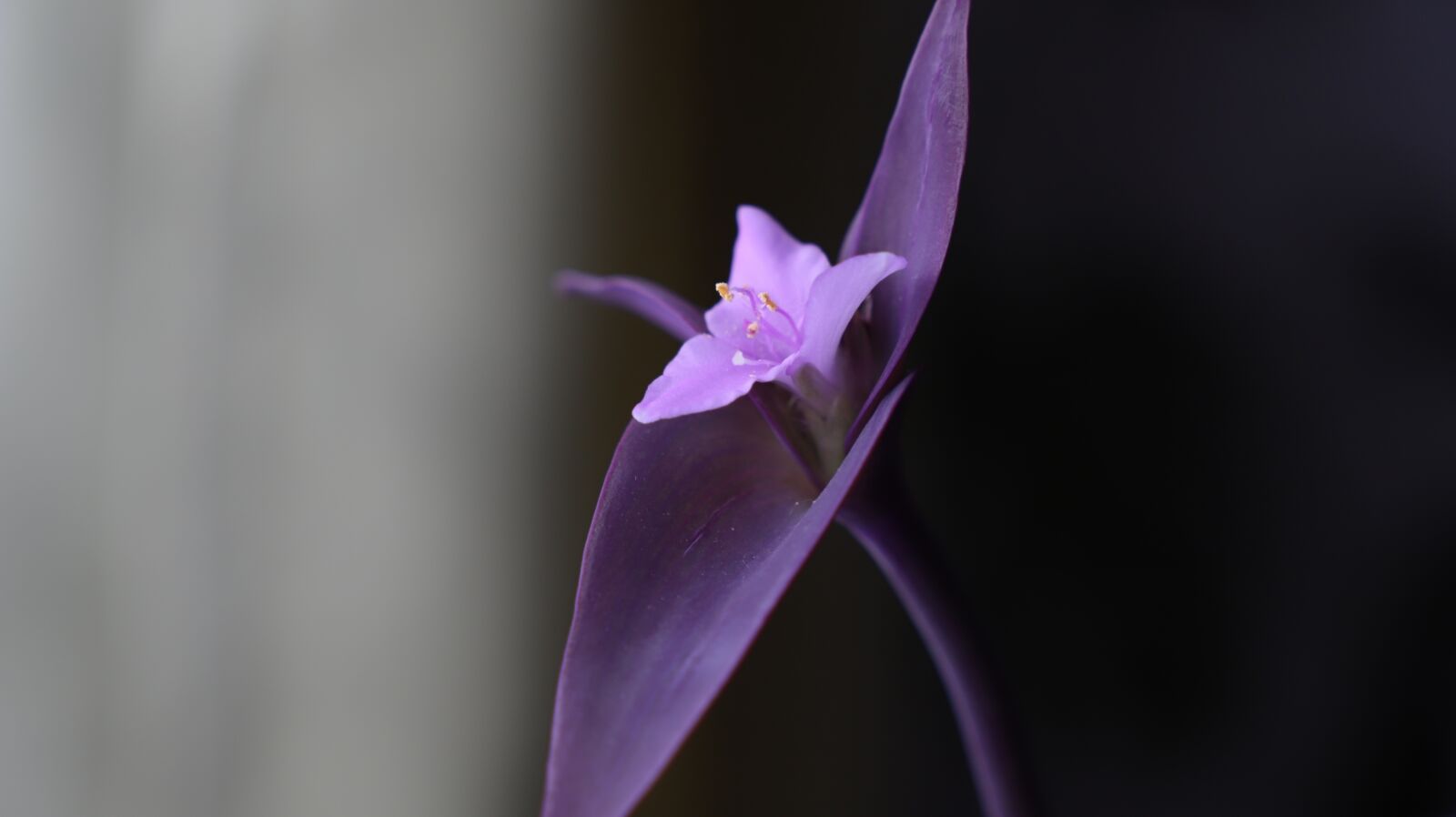 Canon EOS 6D Mark II sample photo. Flower, purple, petal photography