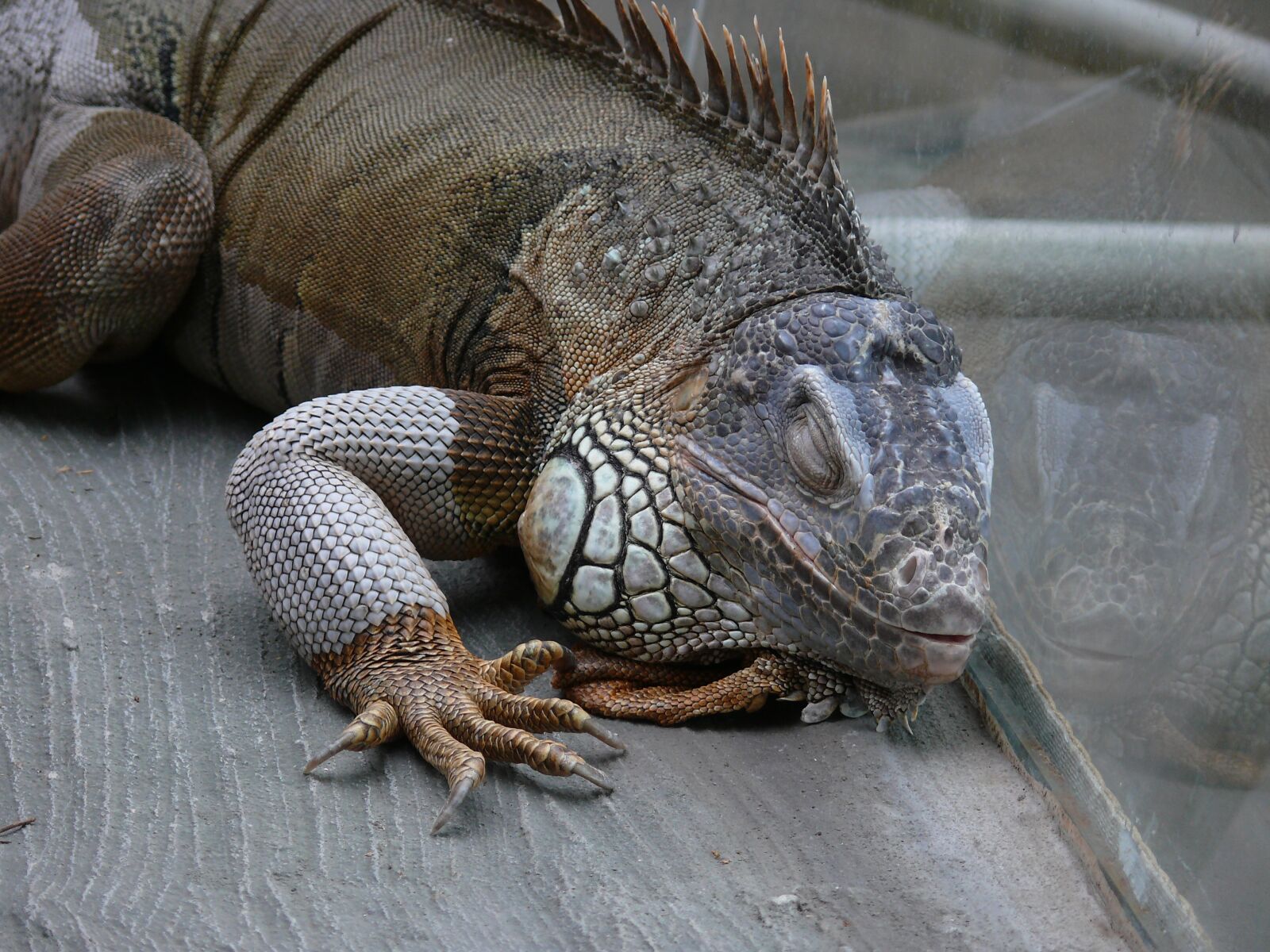 Panasonic DMC-FZ50 sample photo. Iguana, lizard, reptile photography