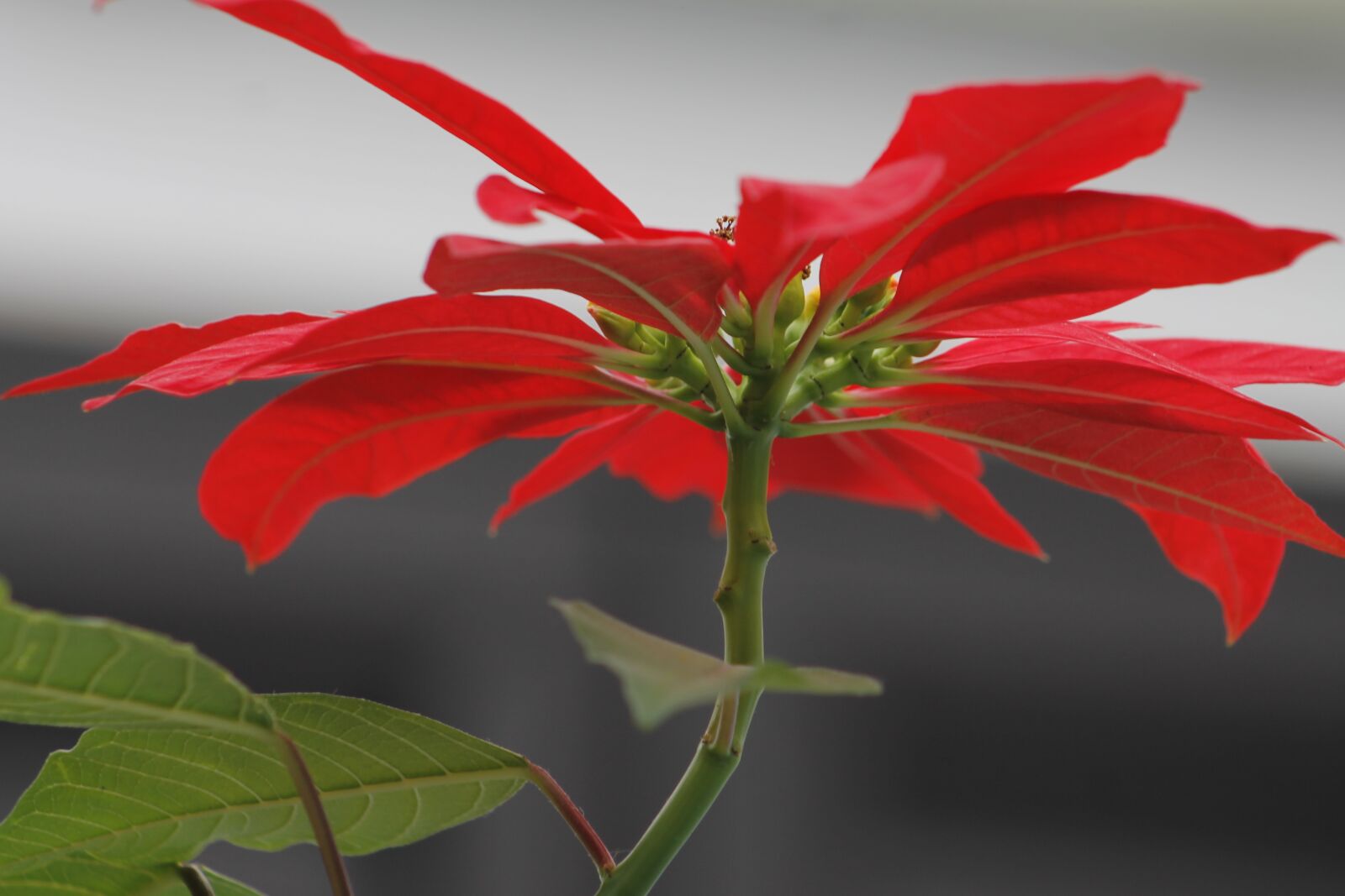 Canon EF75-300mm f/4-5.6 sample photo. Nature, plant, flower photography