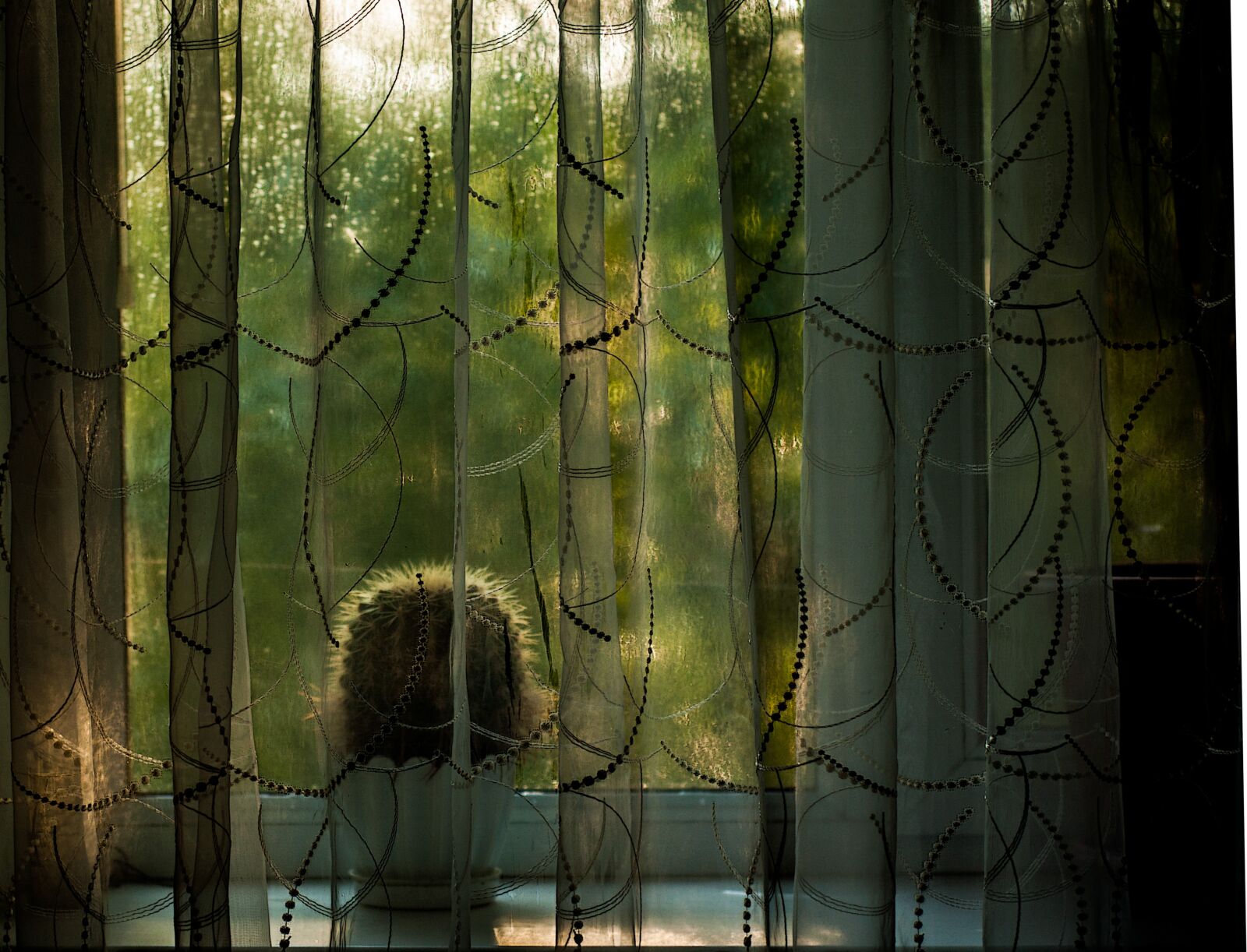 Nikon D90 sample photo. Window, curtain, cactus photography
