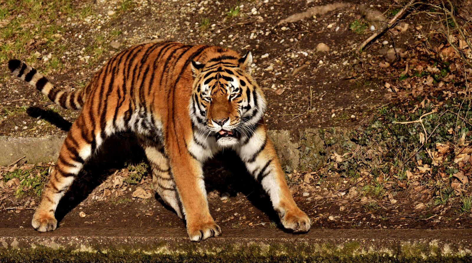 Nikon D7200 sample photo. Tiger, predator, fur photography