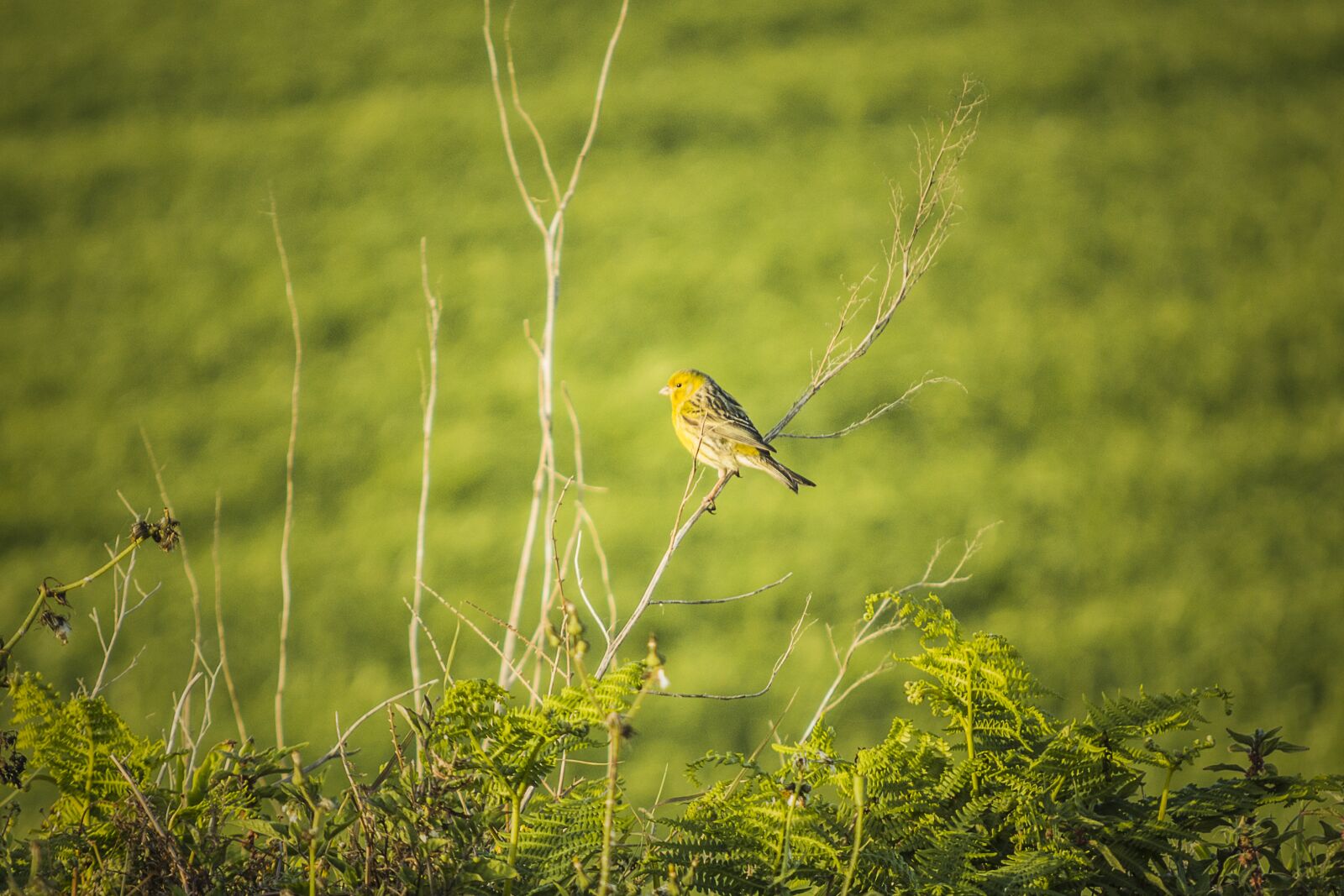 Nikon D7100 sample photo. Nature, wildlife, animalia photography