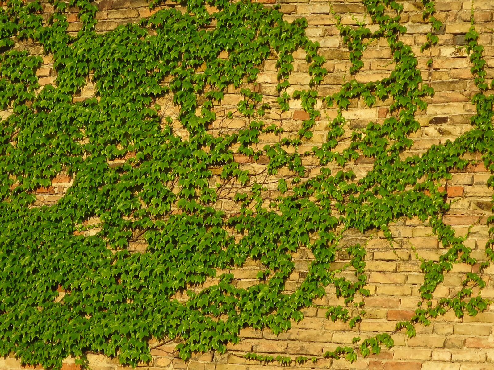 Canon PowerShot S120 sample photo. Wall, amber, brick photography