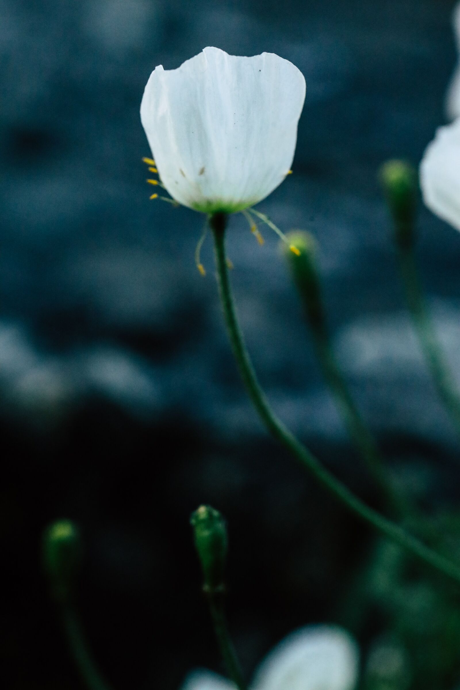 Canon EOS R sample photo. Flower, white, spring photography
