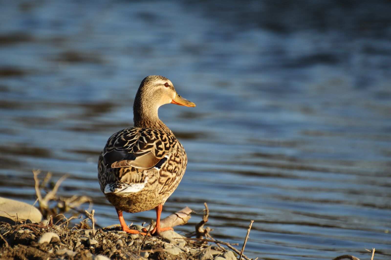 Nikon D3200 sample photo. Duck, water, nature photography