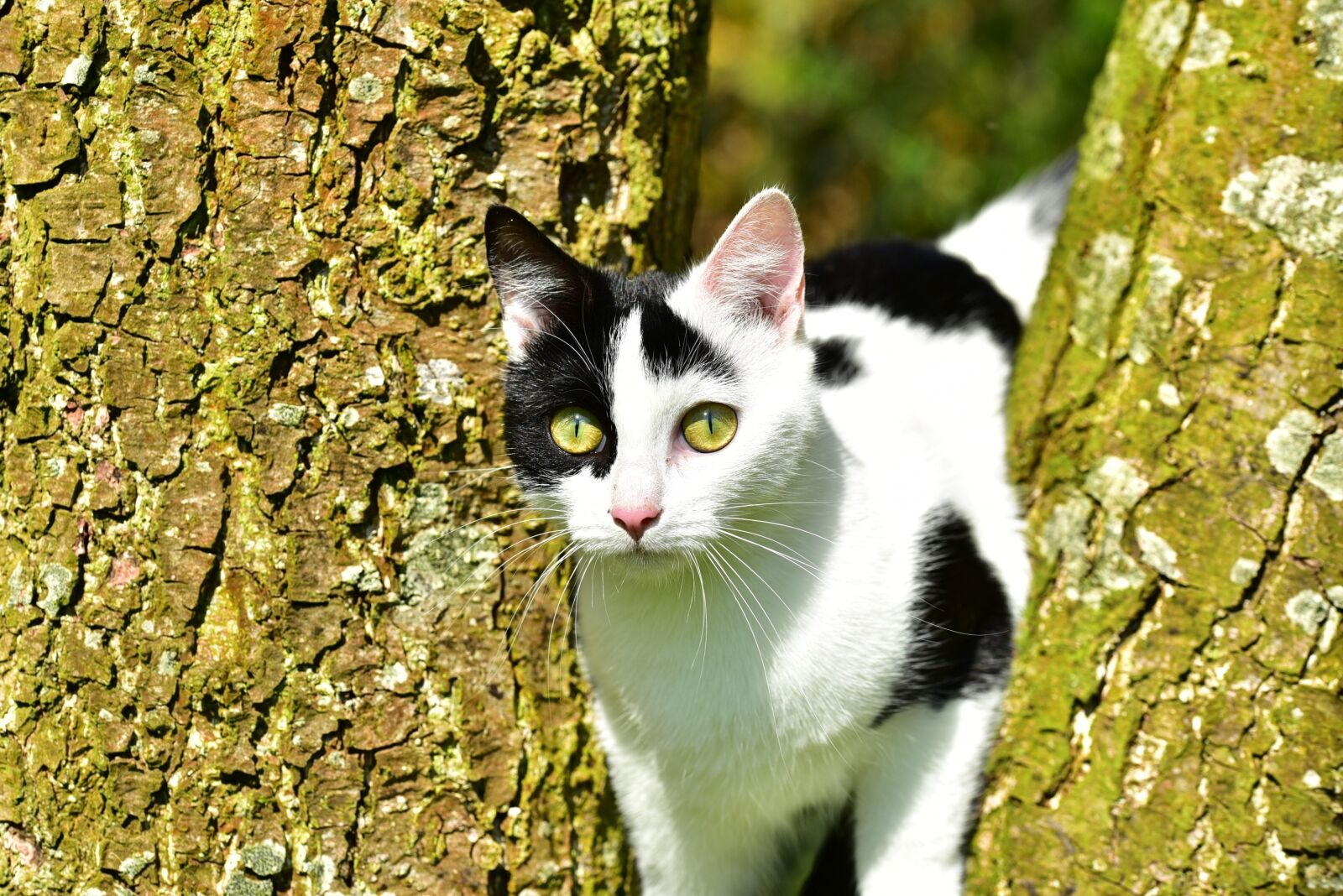 Nikon D750 sample photo. Cat, tree, young cat photography