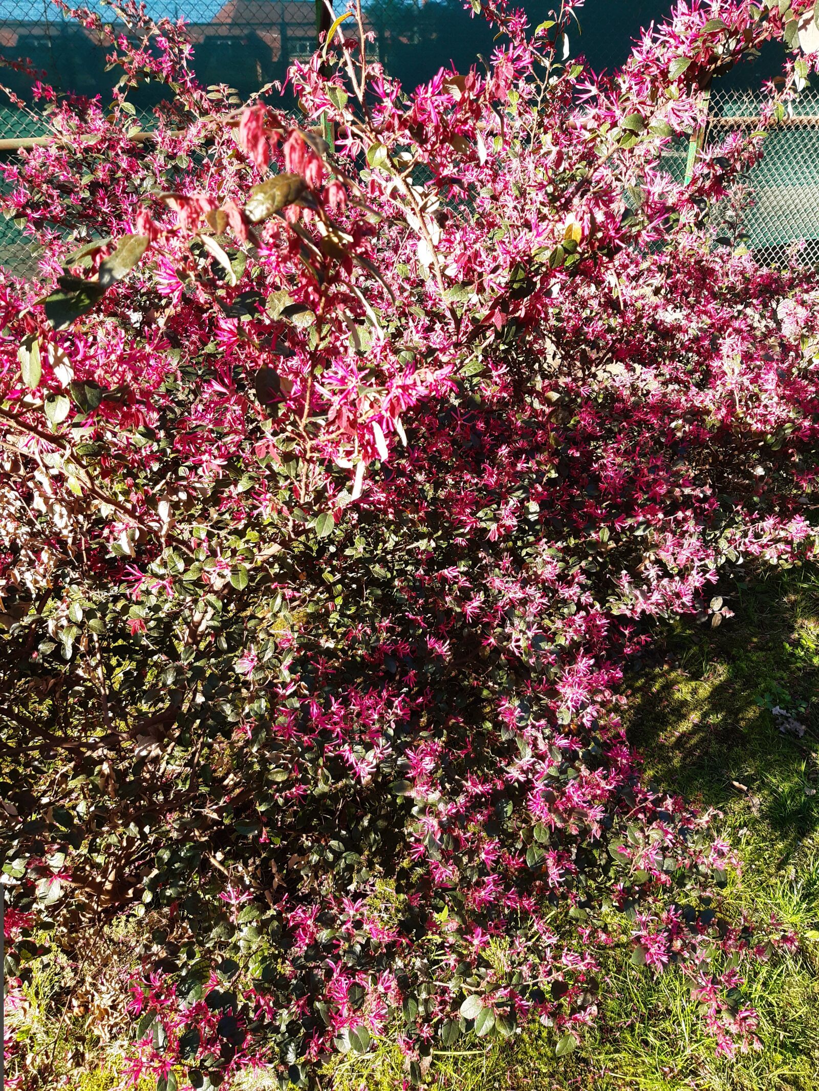 Samsung Galaxy A30 sample photo. Flowers, bush, spring photography