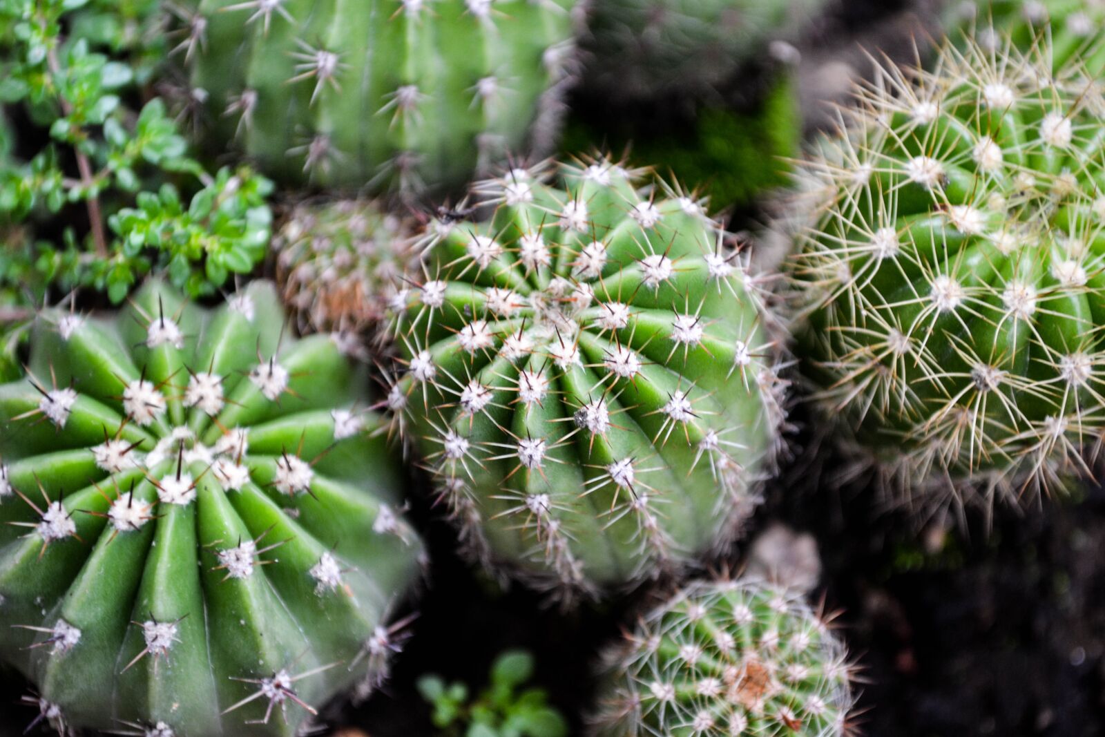 Nikon D3100 sample photo. Cactus, garden, green photography