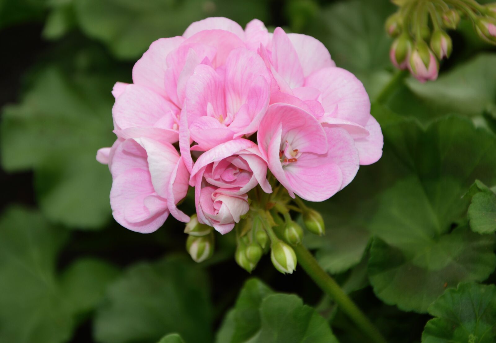 Nikon D5200 sample photo. Flower, flower of geranium photography