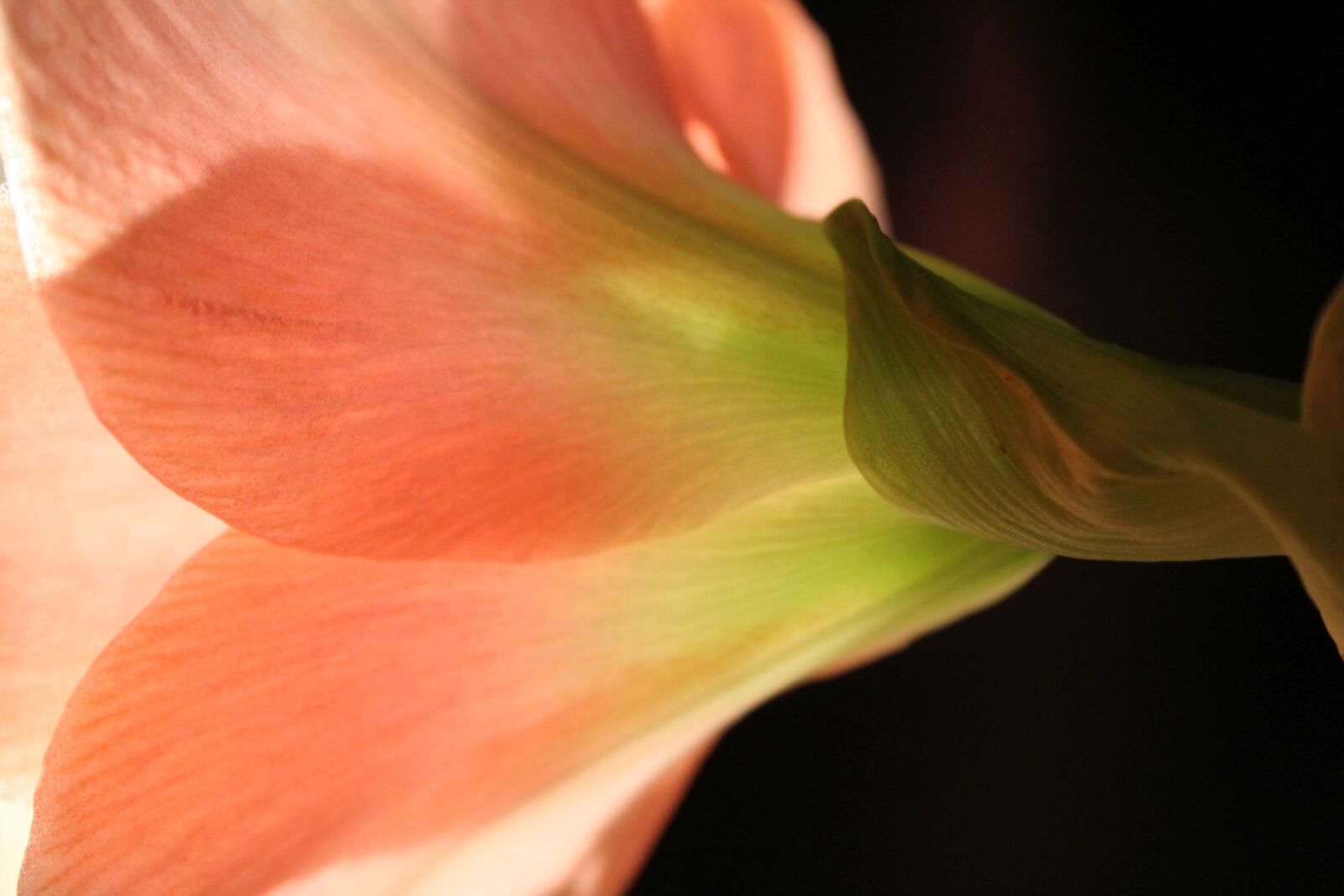 Canon EOS 1100D (EOS Rebel T3 / EOS Kiss X50) sample photo. Amaryllis, blossom, bloom photography