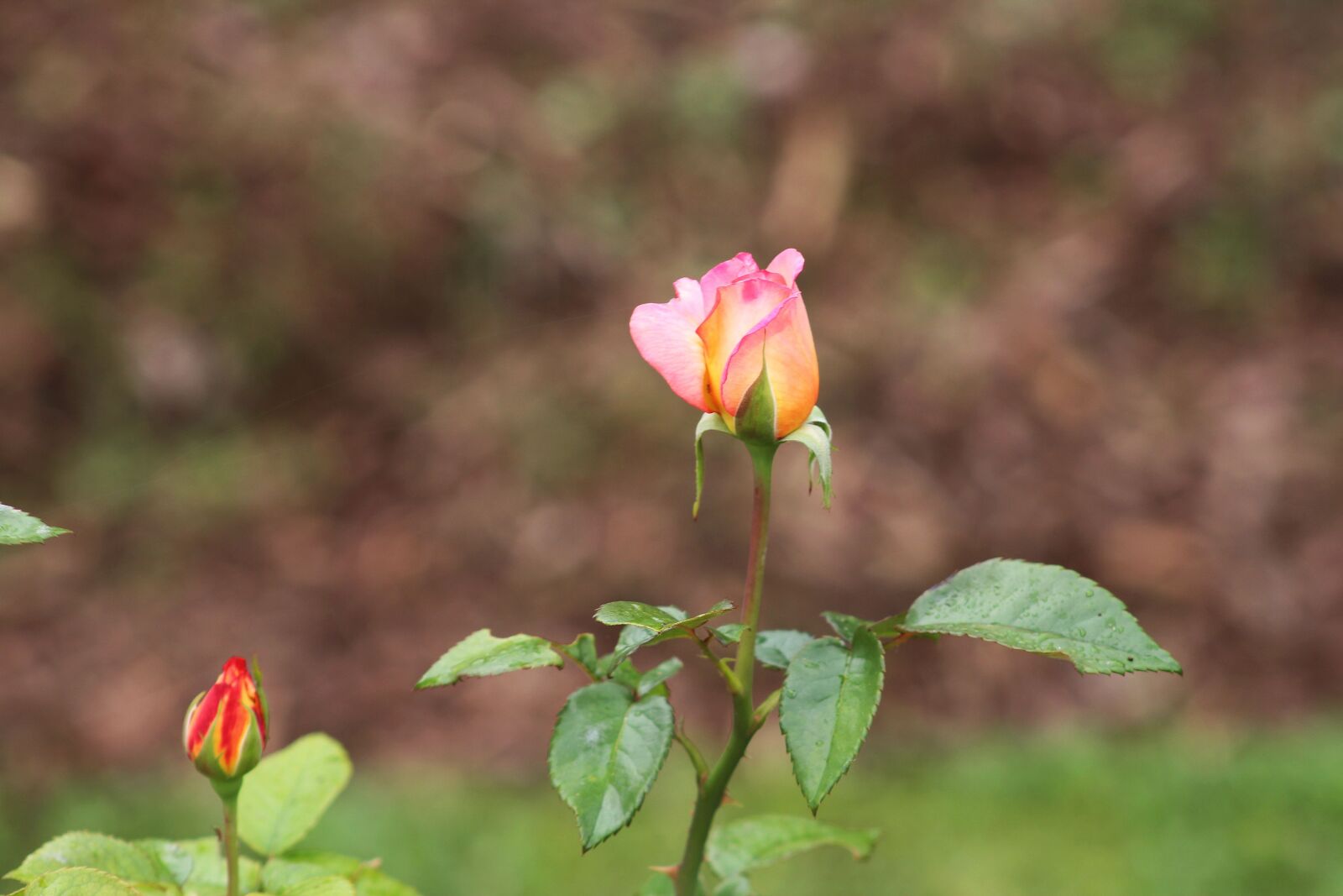 Canon EOS 700D (EOS Rebel T5i / EOS Kiss X7i) sample photo. Nature, flowers, roses photography