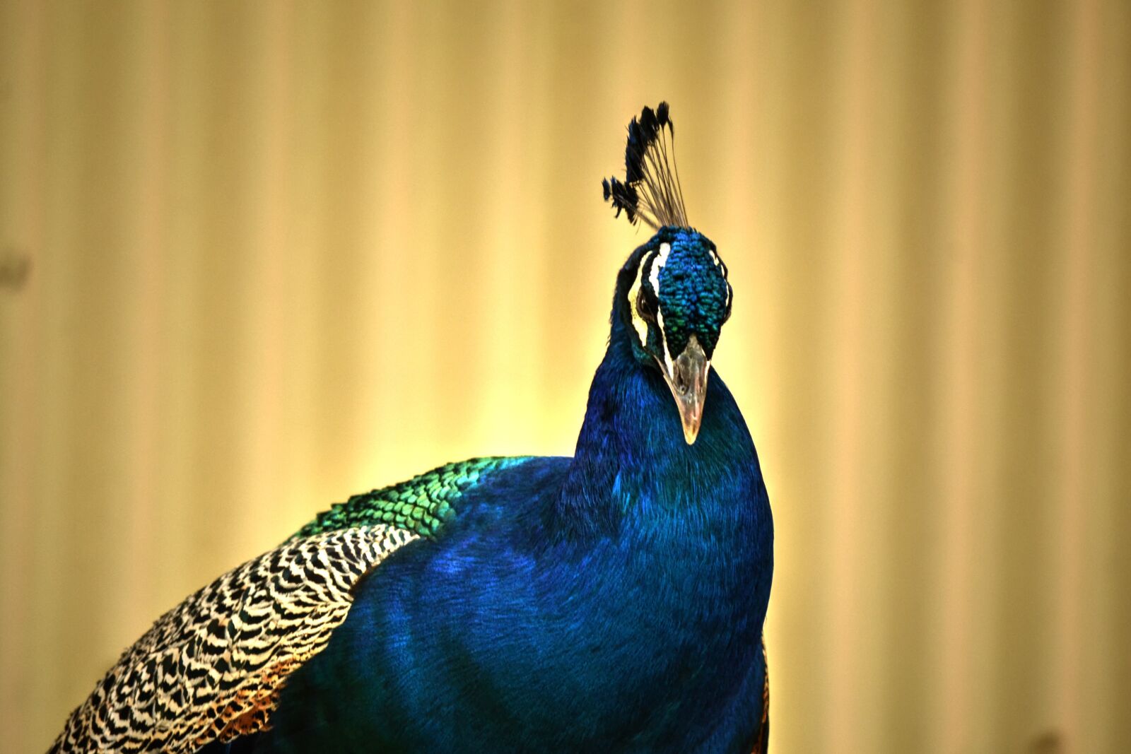Nikon D3100 sample photo. Peacock, colourful, bird photography