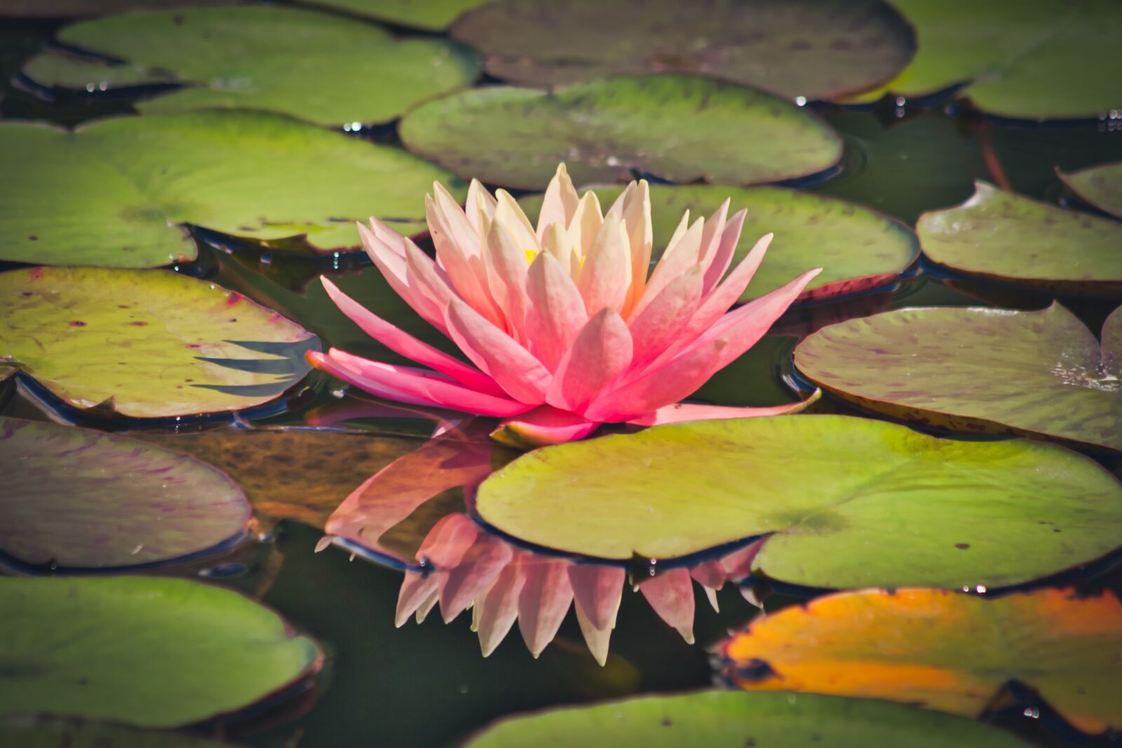 Canon EOS 70D sample photo. Water lily, pond, flower photography