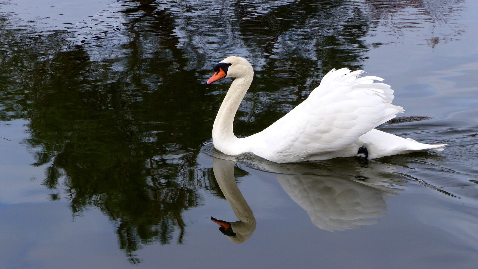 Panasonic Lumix DMC-FZ200 sample photo. Swan, pond, water photography