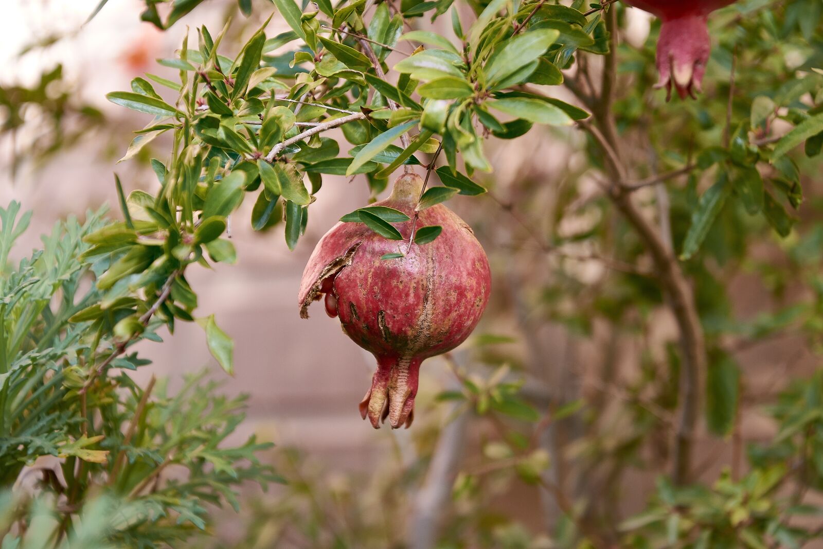 Nikon D7200 sample photo. Granada, tree, fruit photography