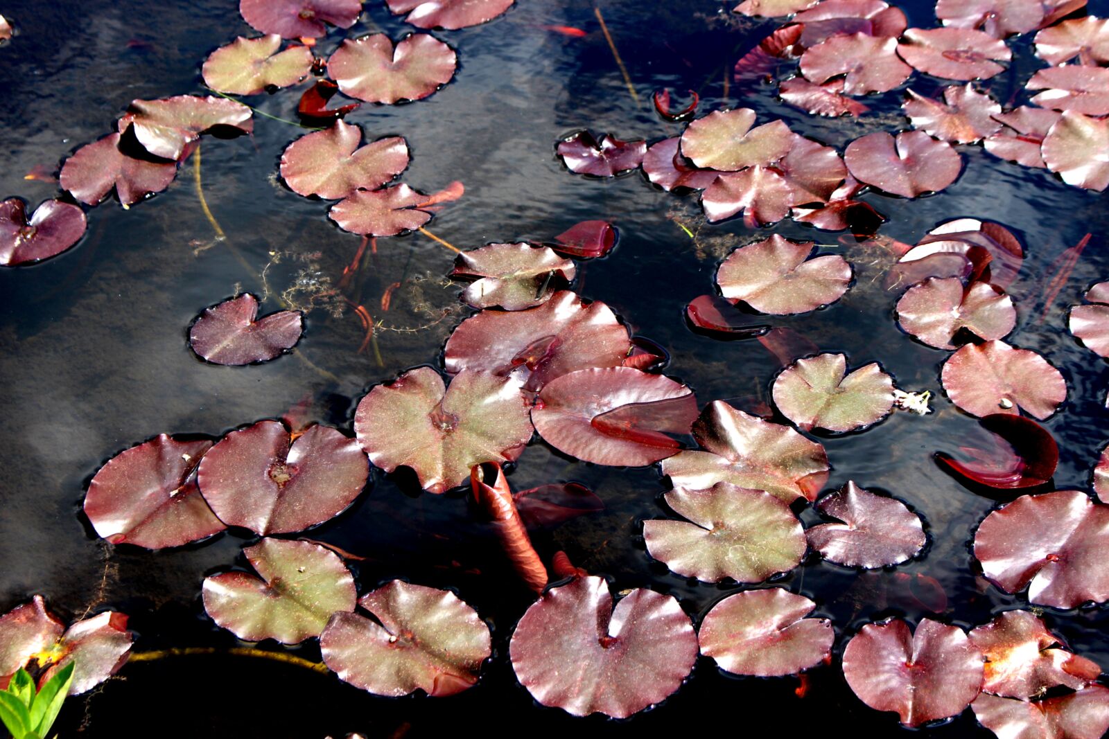 Canon EOS 700D (EOS Rebel T5i / EOS Kiss X7i) sample photo. Water lilies, pond, aquatic photography
