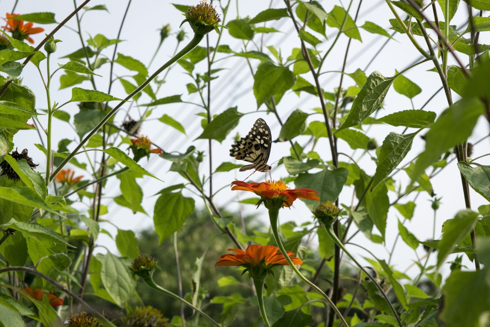 Nikon D3300 sample photo. Butterfly, insects, animals photography